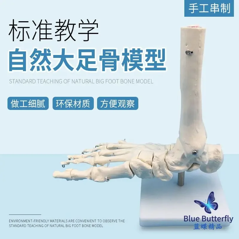 

Foot Bone Model, Bone Model, Adult Joint Function Model, Human Joint Without Ligaments