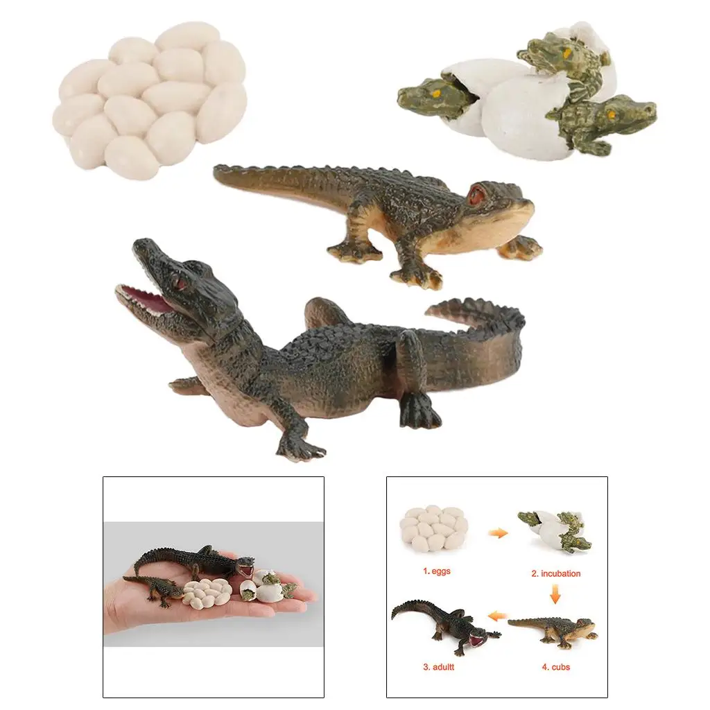 Nature Animal Life Cycle Alligator Model Pre- Imagination Biology Toys