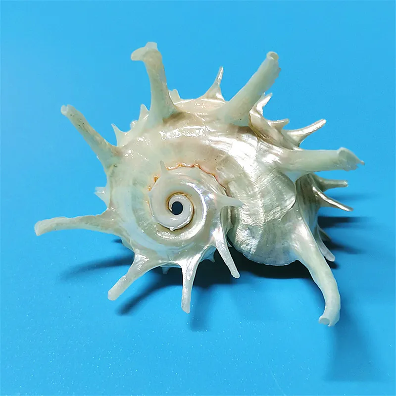 

Angaria delphinus melanacantha, silver emperor buckthorn crown snail, fish tank landscaping decoration mediterranean