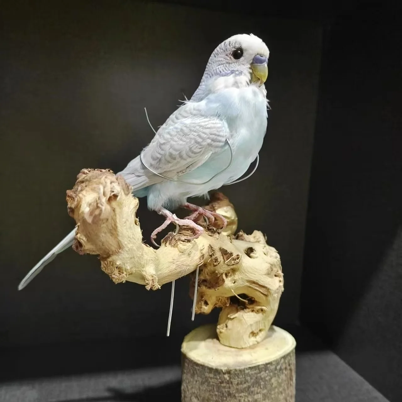 0000 إعادة إصدار البضائع المفقودة يرجى عدم شراء سلع خاصة لعملاء خاصين. لن يتم شحنها بعد الشراء