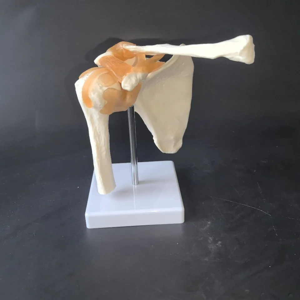 

Functional joint collection Human shoulder joint model Teaching equipment Teaching demonstration supplies Joint bone wholesale