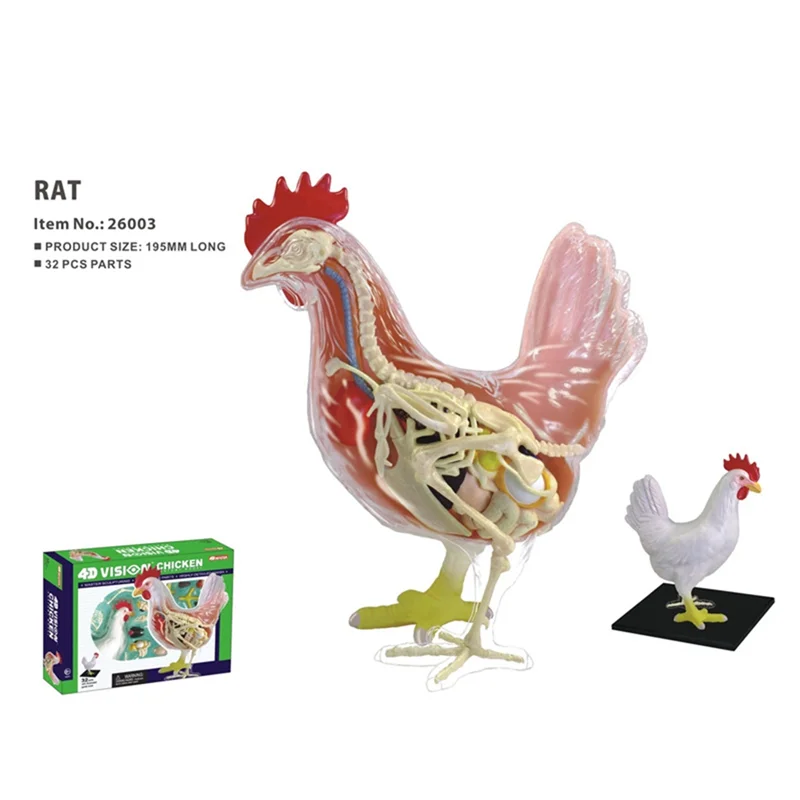 Red and White Chicken 4D Master Puzzle Assembling Toy Animal Biology Organ Anatomical Teaching Model Anatomy