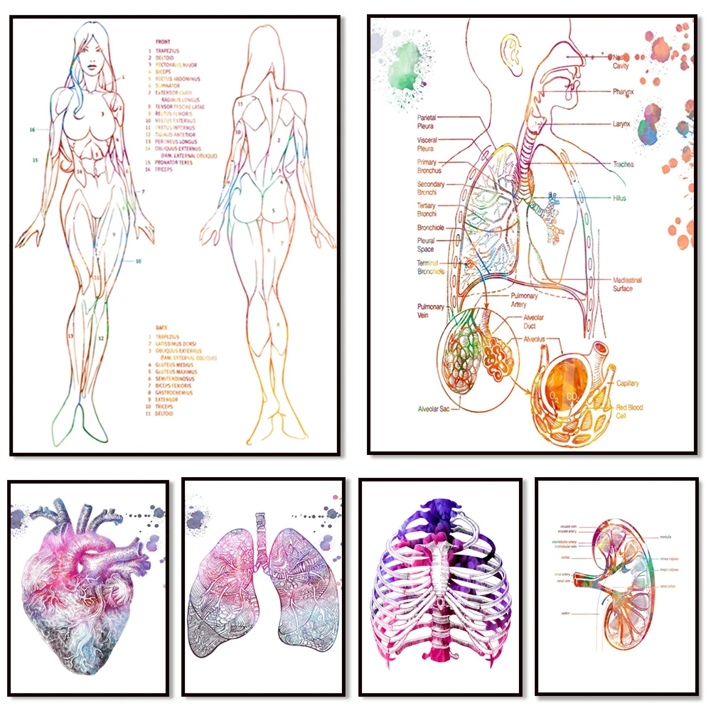 Skeleton Anatomy Watercolor Print Medical Student Abstract Art Science Anatomical Surgery Poster Wall Art Home Decor