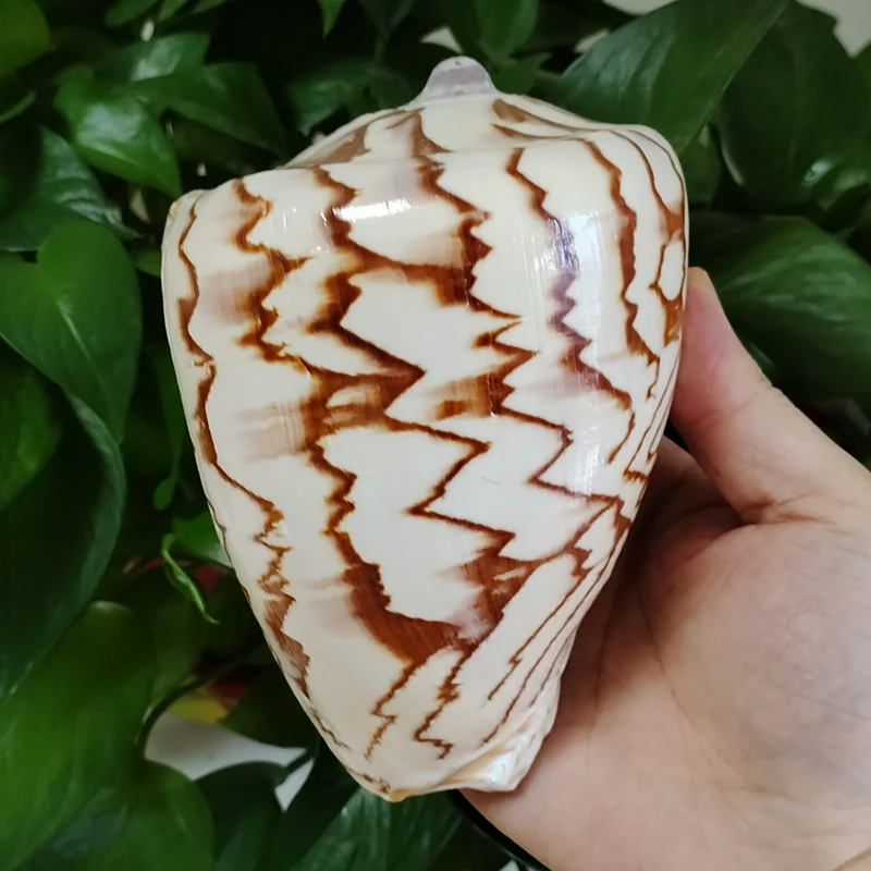 Large Sea Conch Shell 12-16cm Big Conch Natural Craft Ornaments Shell Wedding Festival Party Decoration Creative Gift Ornaments