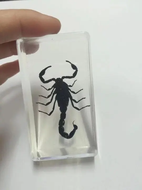 

short time 10 pcs Resin Insect Specimen Handicraft black gothic scorpion Biological Sample Gift ymm