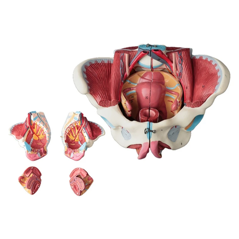 Disassembled Female Pelvis Anatomy Model PVC Female Pelvis With Floor Muscle,Nerves Model Lab Supplies,Uterine Pelvic