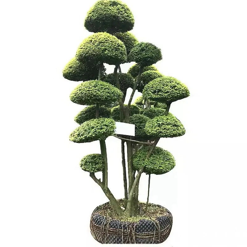 

Bright privet lollipop flower mirror plant balcony villa courtyard landscaping