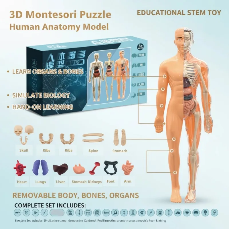

Модель анатомии человека для детей: 3D-головоломка Монтессори, разборные органы, обучающий набор по биологии, развивающая STEM-игрушка, комплект для изучения анатомии тела