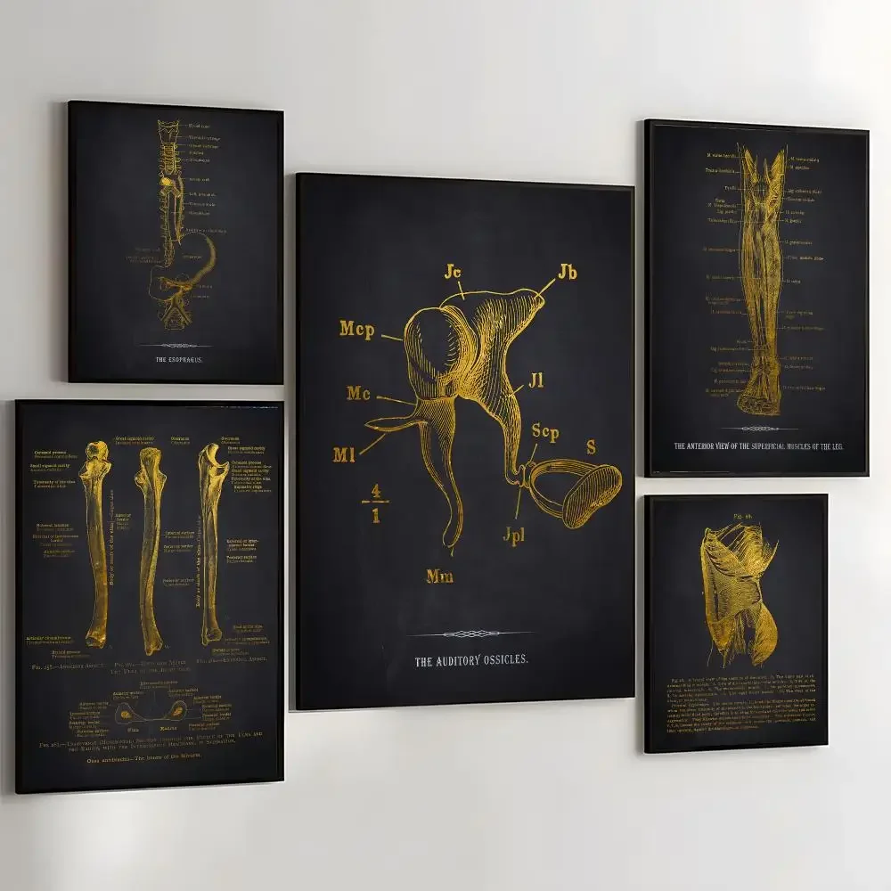 Anatomy Chart Human Body Painting Calligraphy Self Adhesive Wall Art Waterproof Print For Bedroom Hallway Home Decor