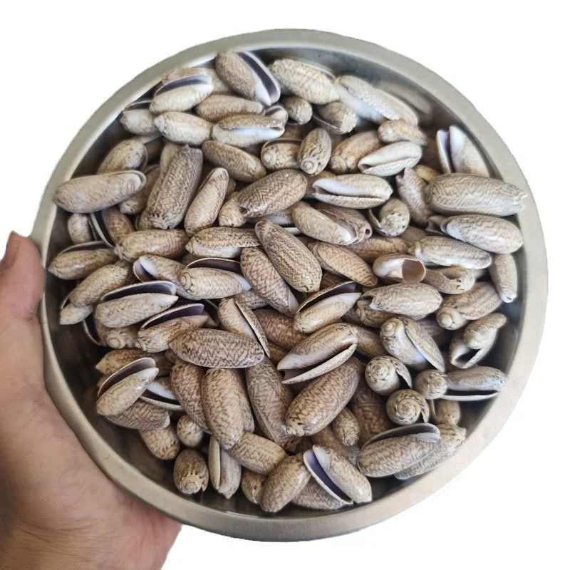 2-3 سنتيمتر البحر الطبيعي قذيفة DIY بها بنفسك مجوهرات الحرفية حلم الماسك ملحق المحيط تحت عنوان المواد كونوس المجوس و Buccinum Undatum البني