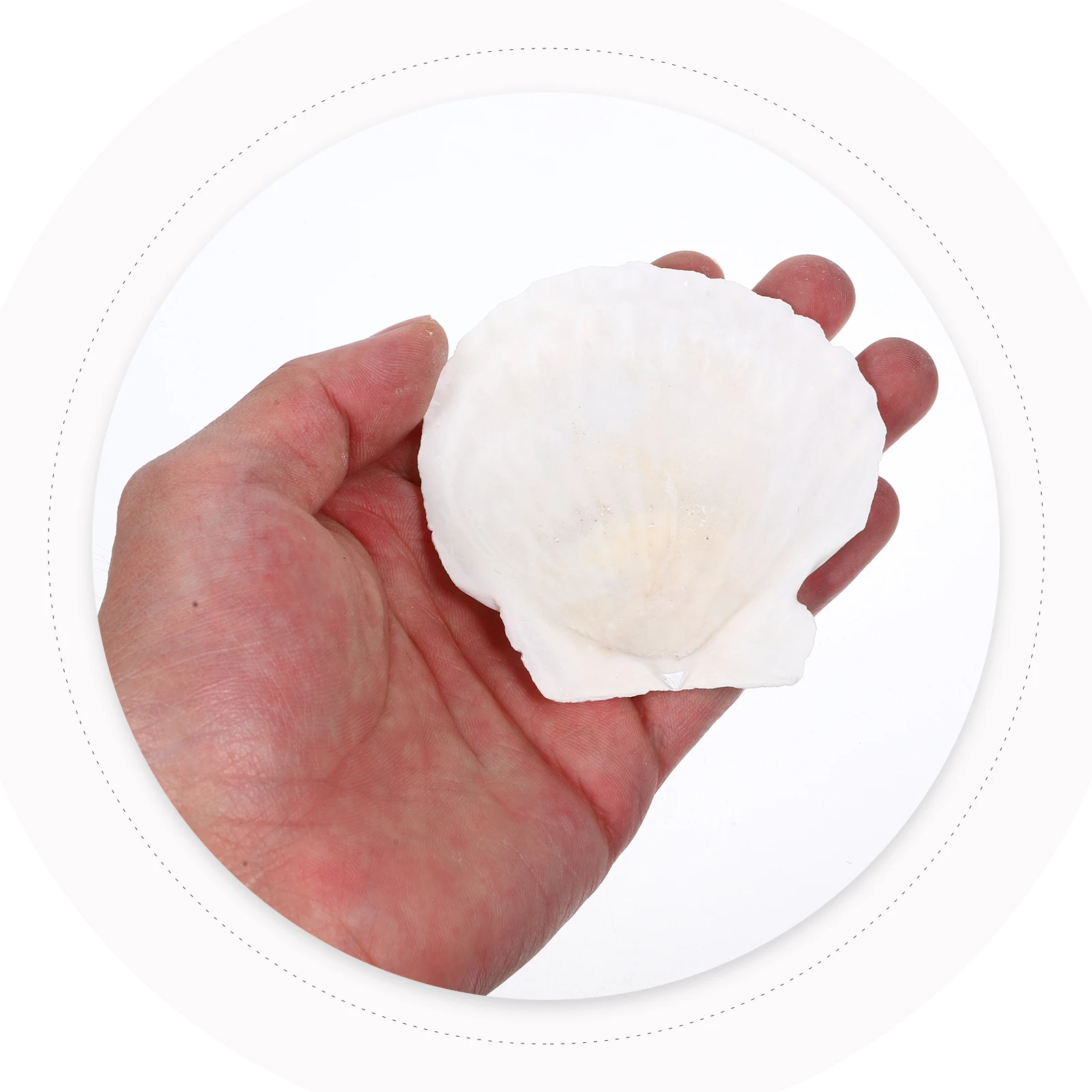 10 pçs conjunto de concha natural diy vieiras acessórios para artesanato conchas para decoração tanque de peixes adorno desktop ornamento oceano tema