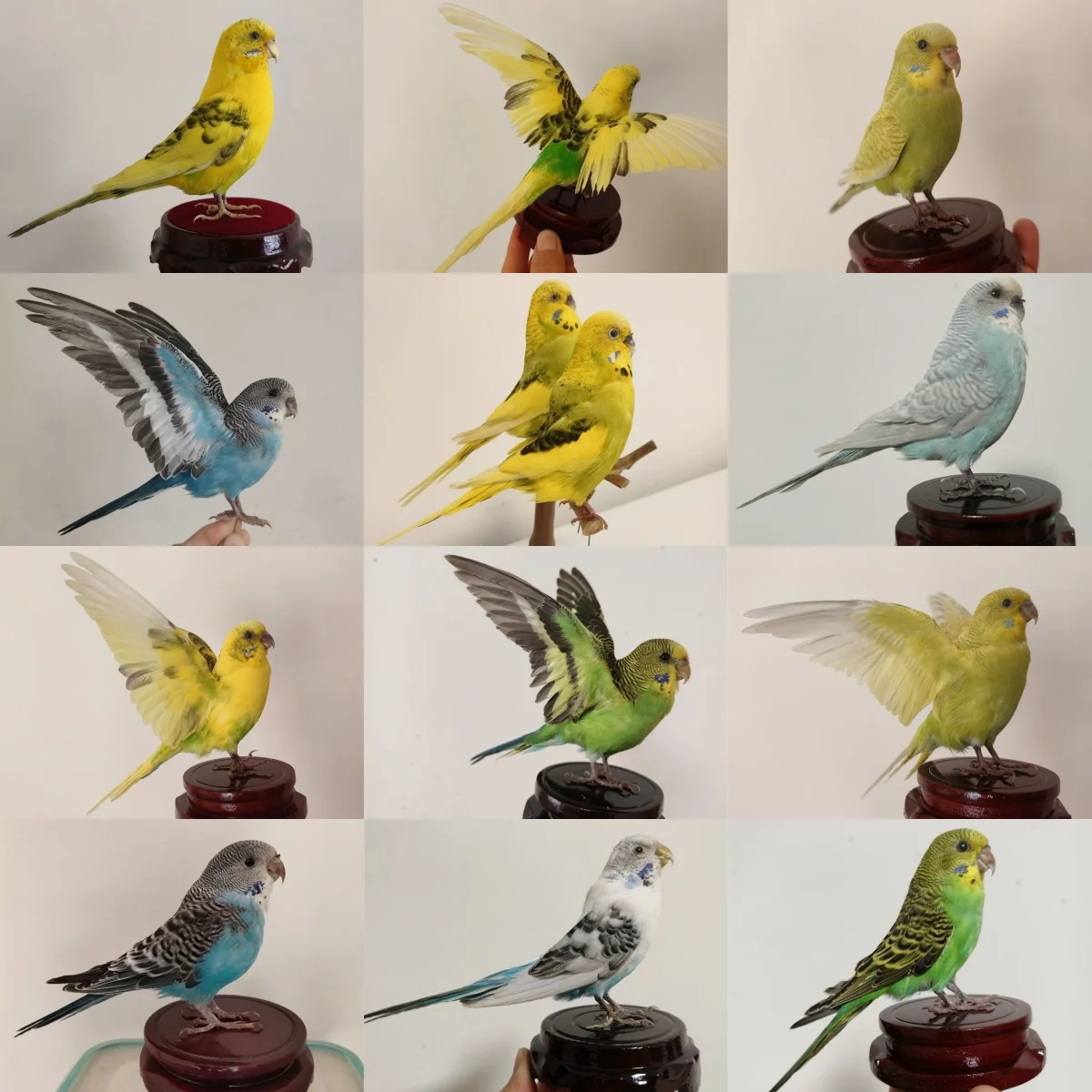 1 Pc Real Parrot Sp…