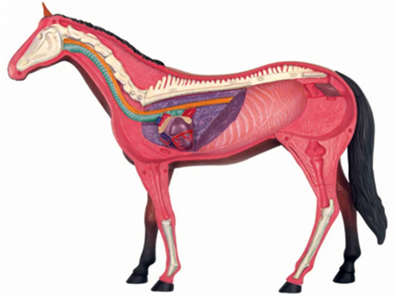 4D Vision Horse Organ Anatomy Model Animal Puzzle Toys for Kids and Medical Students Veterinary Teaching Model