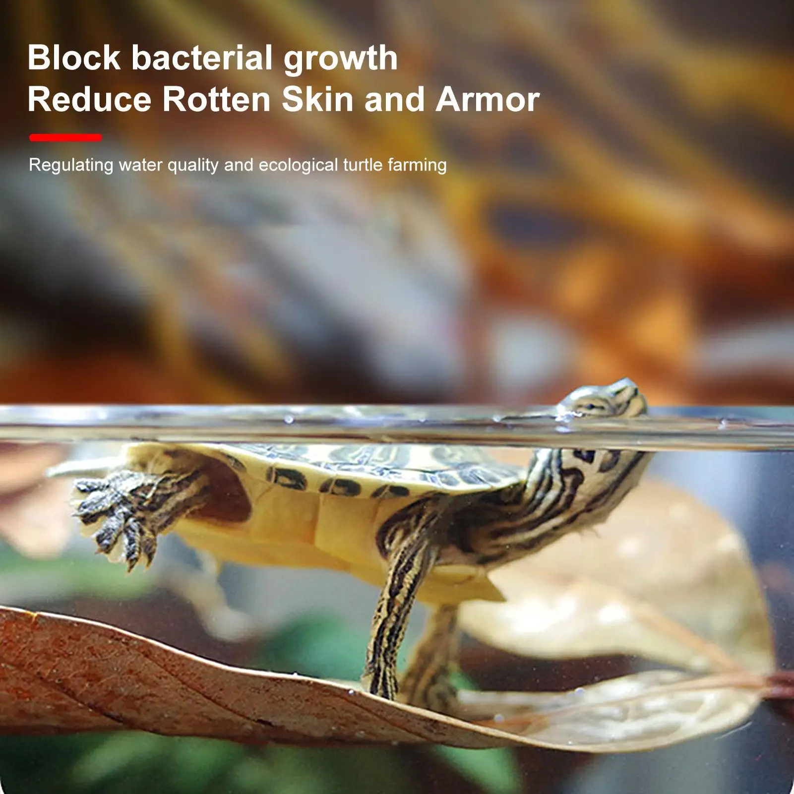 50 Stück Reptilienblätter, natürliche Haustierzubehör, Aquarium-Longanblätter-Streu für Geckos, Frösche, Schlangen, Garnelen, Schildkröten, Eidechsen – Detail 6
