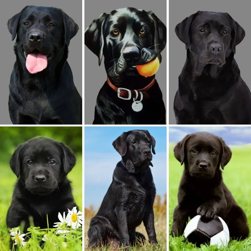 Kits de pintura de diamante para adultos, cachorro de laboratorio negro, taladro completo 5D, pintura de diamante para niños, Kit de arte de diamante negro de perro Labrador DIY