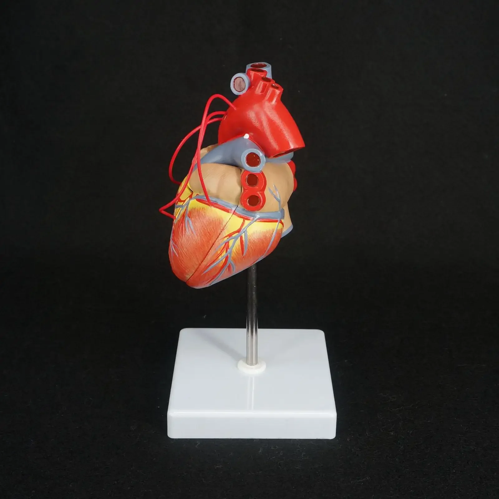 Scientific Heart with Bypass Life Size Anatomical Model Anatomy Teaching Resources