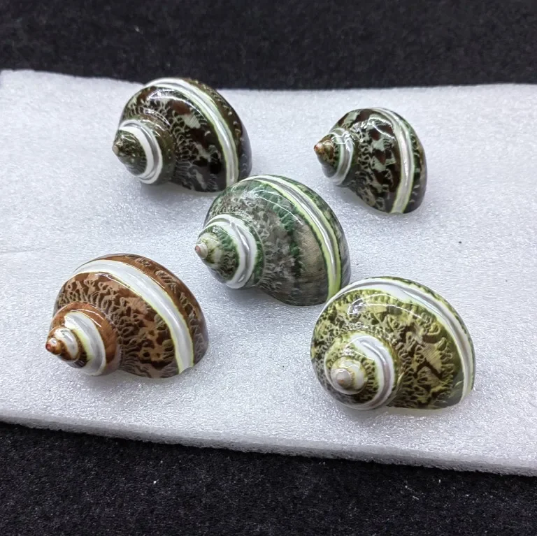 5PC Conch shells Brown Hermit crab replacement Conch shell Genuine Turbo Petholatus Ornaments Decoration for Fish Tank