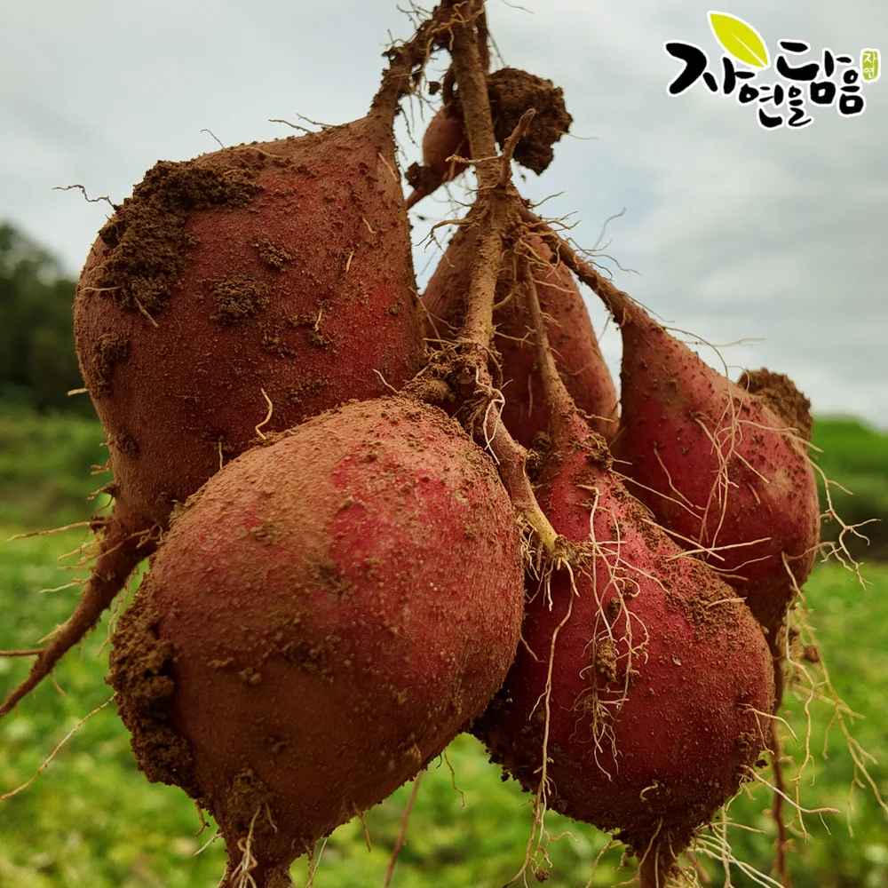 Nature's Bounty Hwangto Haenam عسل البطاطا الحلوة (Beniharuca) بحجم 2 كجم/ مباشرة من Haenam