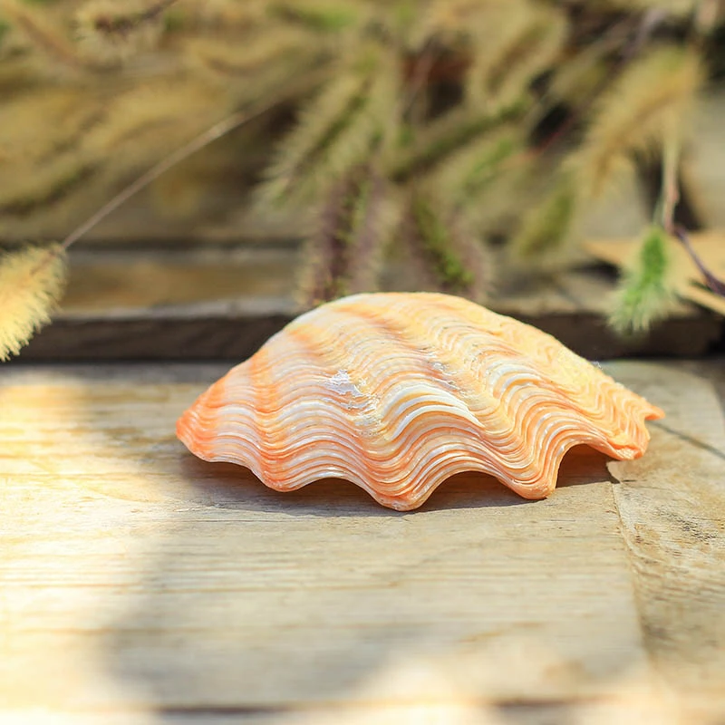 Natural Colored Small Seashells Conch Fish Tanks Landscaping Photography Props Wedding Home Decor Holiday Gifts Beach Decor