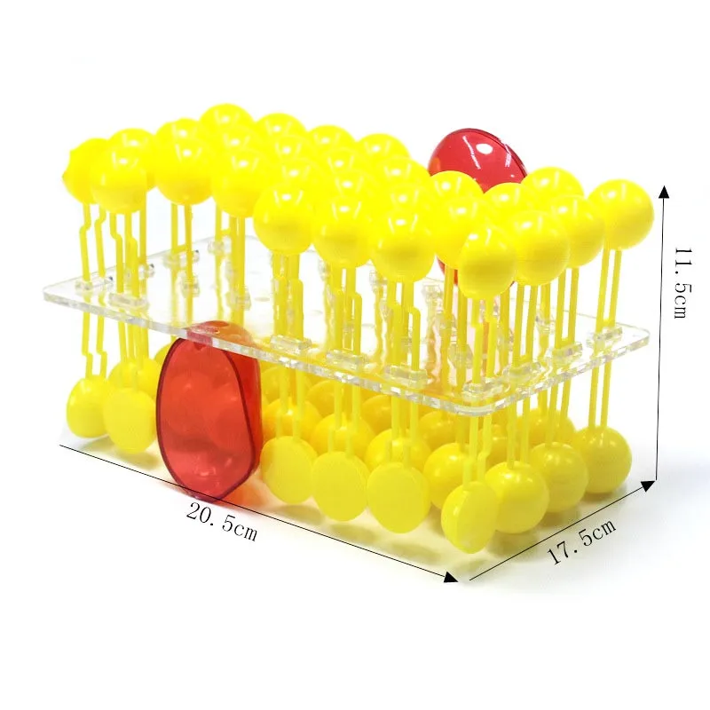 Anatomy Model Cell Membrane Structure Flow Mosaic Component Biological Teaching Demonstration Equipment Science