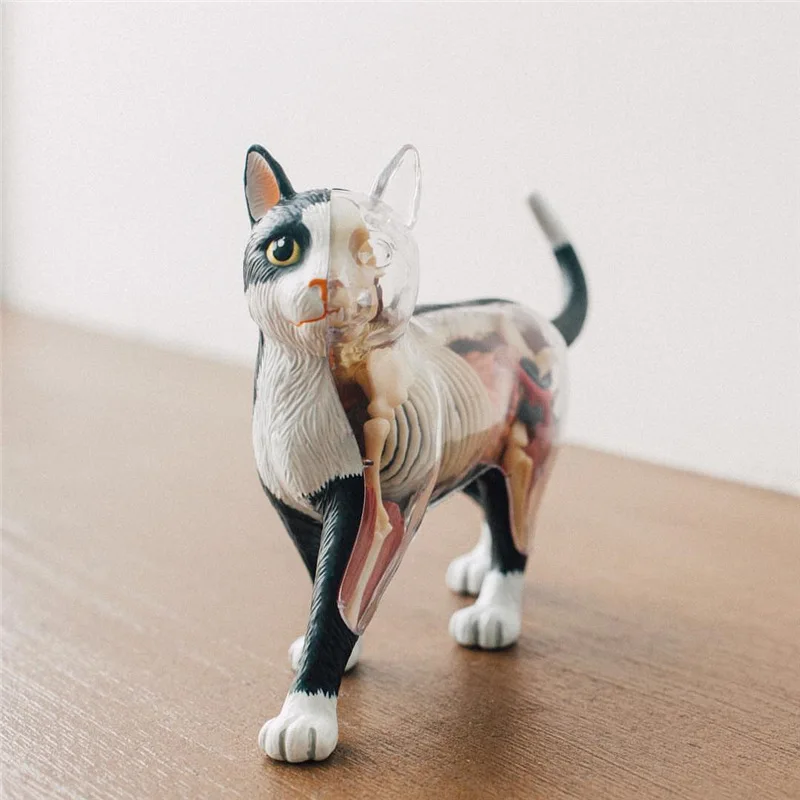 4D Vision Black and White Cat Organ Anatomy Model Animal Puzzle Toys for Kids and Medical Students Veterinary Teaching Model