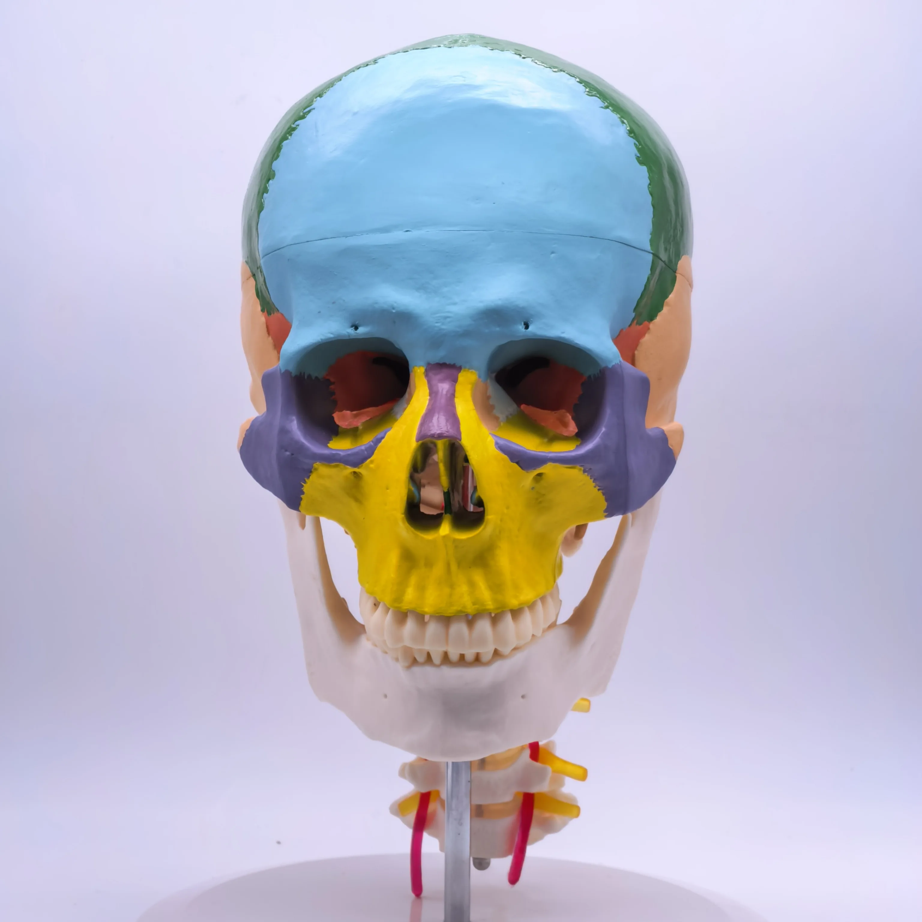 PVC Life Size Colored Function Human Skull Cervical Vertebrae with Nerves Anatomical Didactic Models Natural High QC