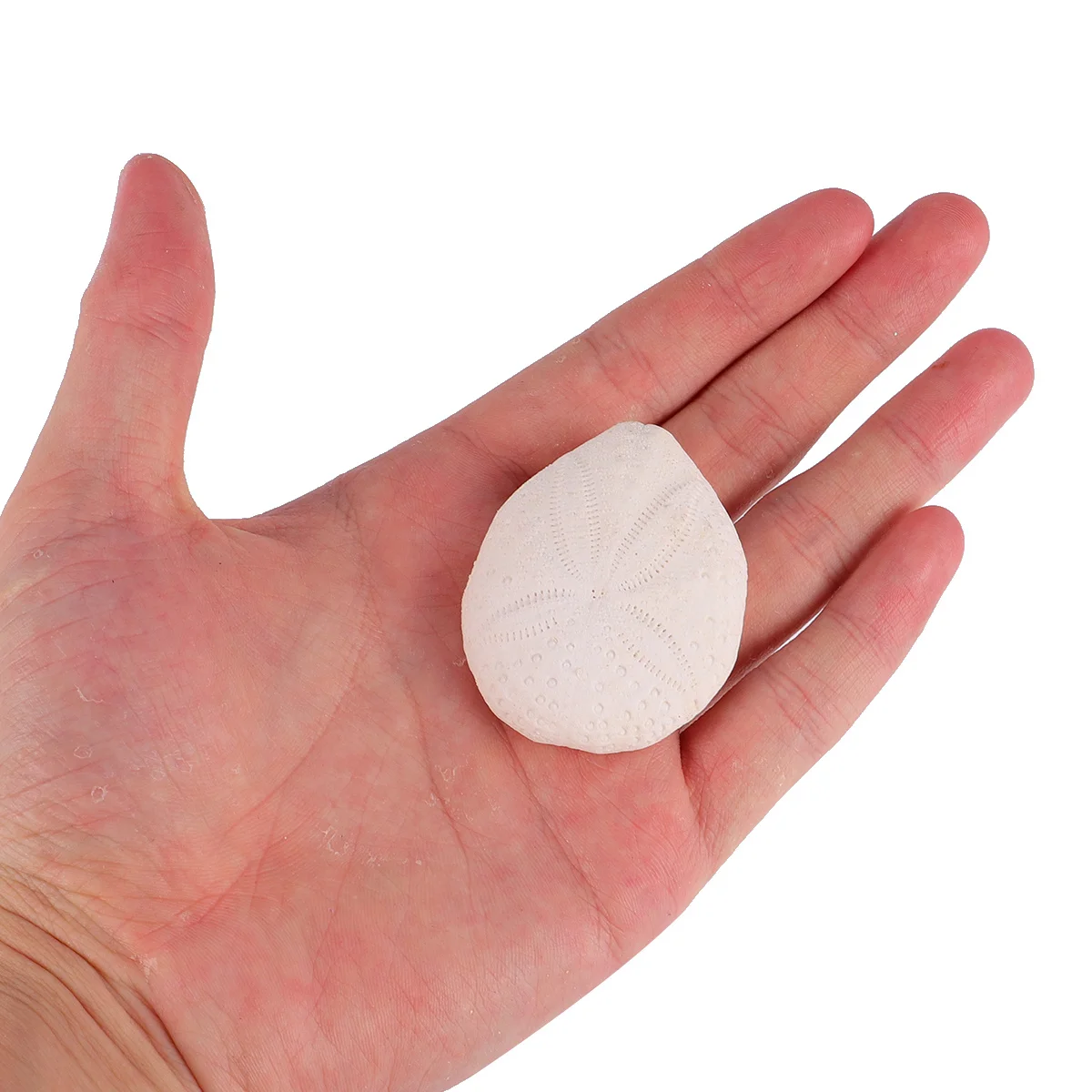 

6pcs Natural Sea Urchin Shells White For Diy Craft Home Wedding Decor Beach Party Decoration Accessories Desk Garden Ornament