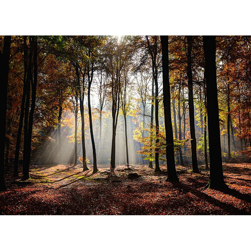 Tropikalny las zielone drzewa rośliny liście fotografia winylowa tła rekwizyty naturalna sceneria tło do studia fotograficznego REL-01