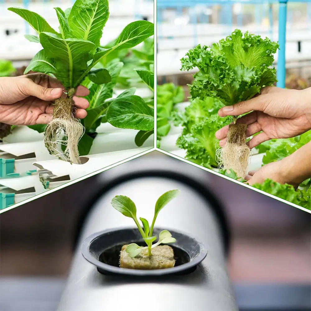Soilless Rockwool Growing Plugs For Cenguan Indoor Plants Gardening Propagation Medium High Performance Nutrient Absorption Base