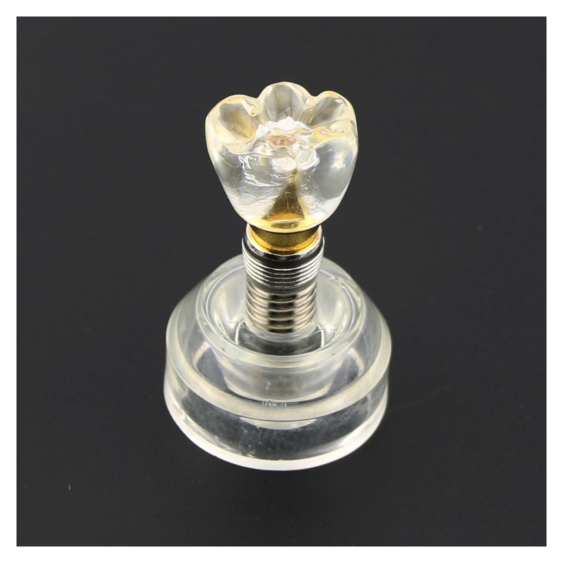 

Dental Implant Teeth Model 2.5X Demo M2020 Typodont Structure Office Table Decoration Imitation Crystal Crown Teaching Study 2.