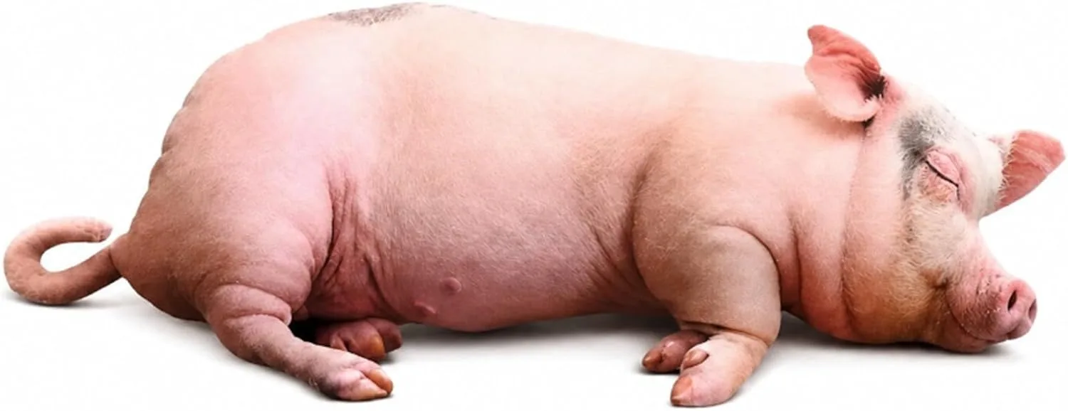 3D Realistic Pig Shaped Pillow Animal Stuffed Hugging Cushion for Bed Sofa Living Room Soft Plush Toy in Three Sizes 7.1in/15.7i