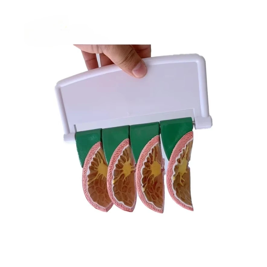Medical teaching anatomy human pathological lesions gastropathy model visceral structure experiment
