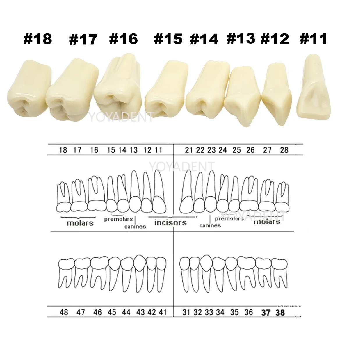 Fit Frasaco A3 Model zębów dentystycznych Pełne zęby 32 szt. Zamienne cząstki zębów do edukacji pacjentów Demo