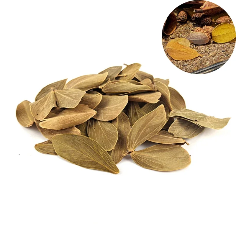 About 100pcs Natural Leaf Aquarium Filter Terminalia Catappa Foetida Leaves Island Almond Leaf Fish Cleaning Treatment