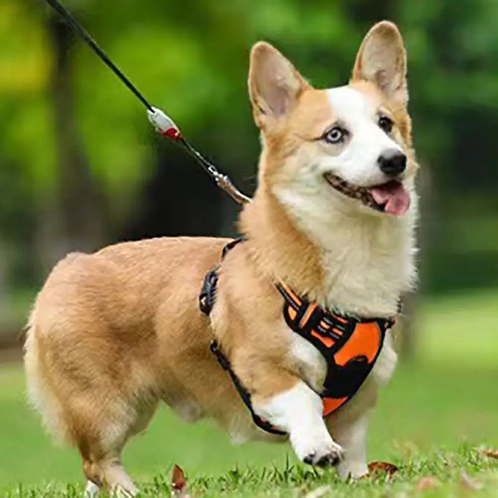 Harnais réfléchissant anti-traction pour chien, gilet en nylon respirant, sangle de poitrine réglable, laisse pour chien, pour chiens de grande et moyenne taille