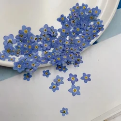100pcs Pressed Dried Mini Blue Forgetmenot Flower Myosotis Sylvatica Plant Herbarium For Jewelry Bookmark Nailart Scrapbook
