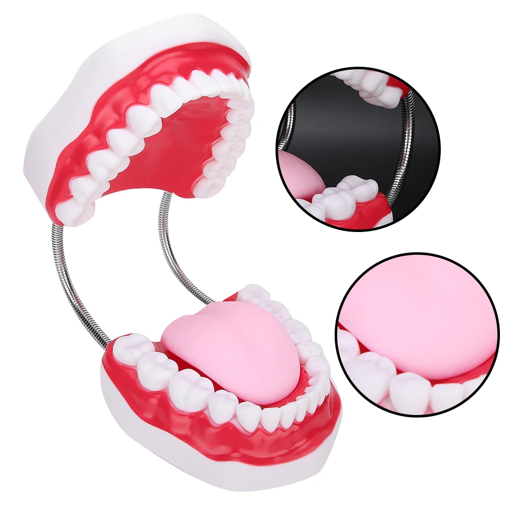 Dental Teeth Model Demonstration Teaching Teeth Model for Hospital Kindergarten