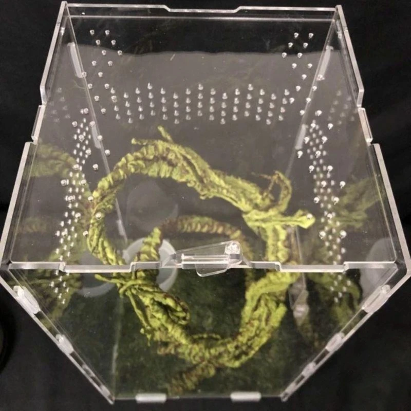 Insect Feeding Box Clear Acrylic Container Terrariums for Spiders Reptiles