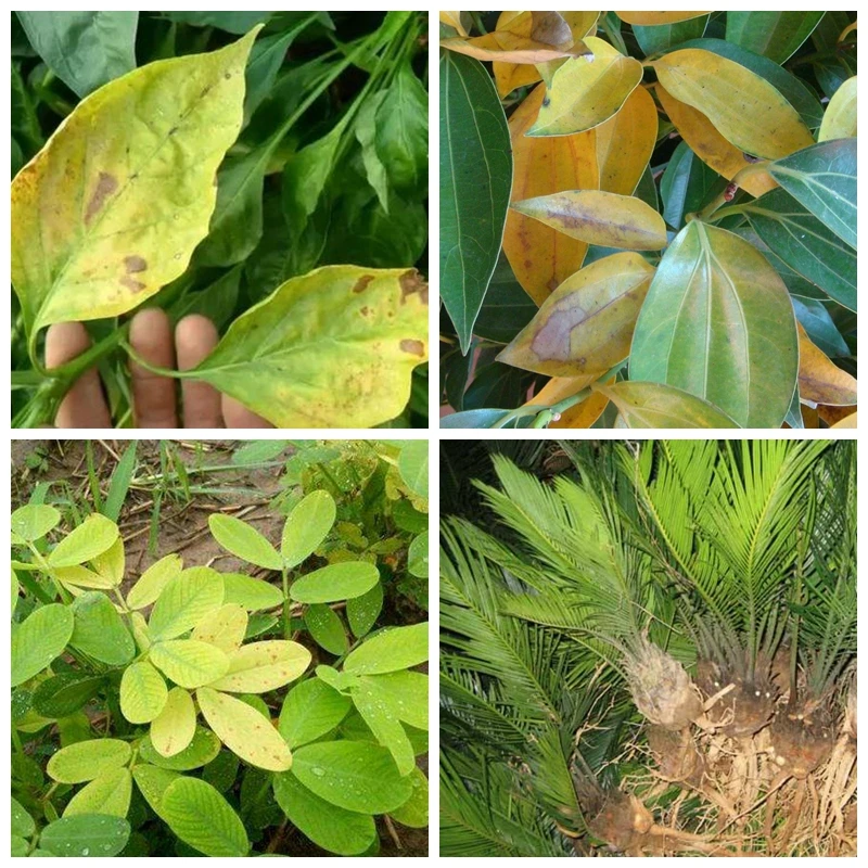 Fertilizante de hierro quelado - Plant Growth Regulator reseña y precio