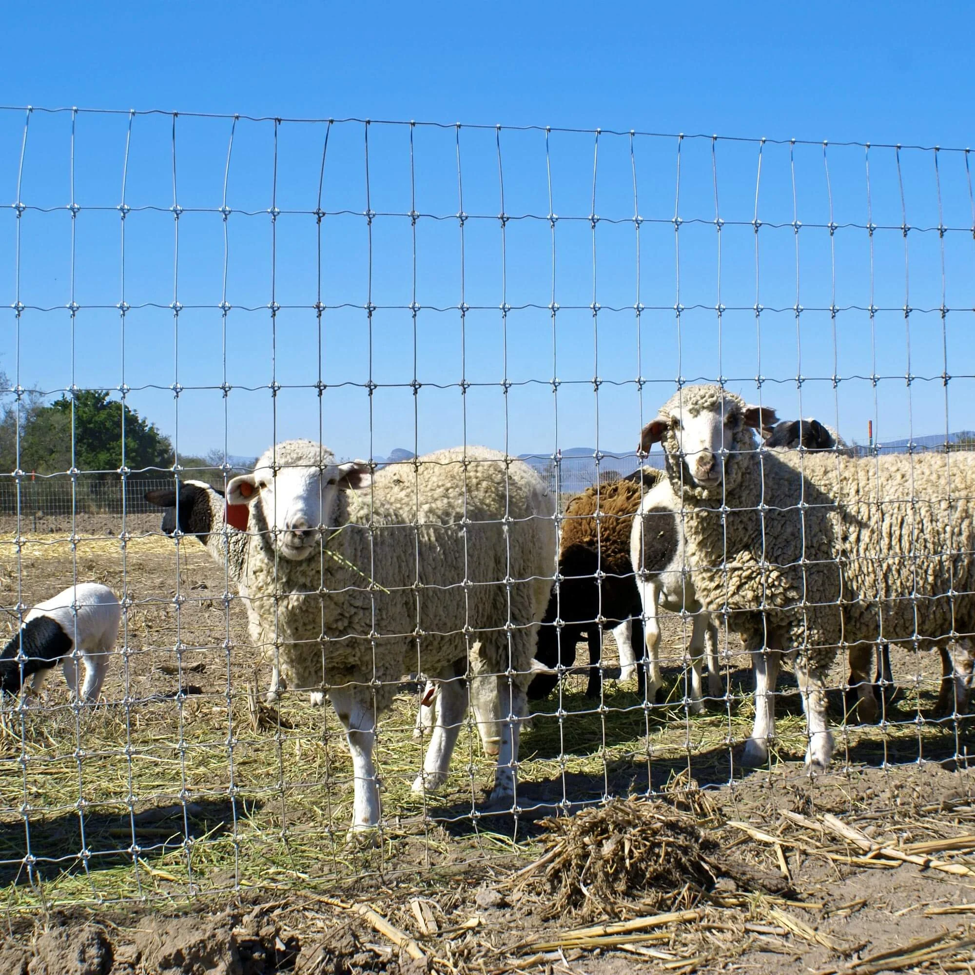 

Customized Australia Stiff-Stay Sheep Goat Fence Diy Backyard Feral Farm Fence Livestock Fencing