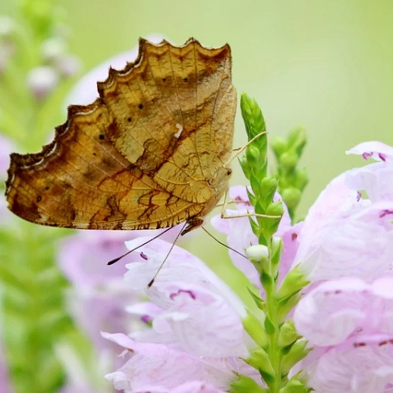 

30 мл радиоуправляемое автомобильное масло для амортизаторов для модели автомобиля 1/10, универсальное дифференциальное масло для внедорожников