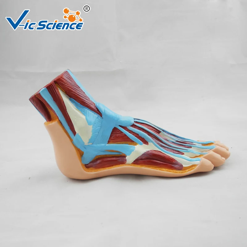 Advanced PVC Educational  Foot Anatomical Model   Human Muscle Model for Teaching Students