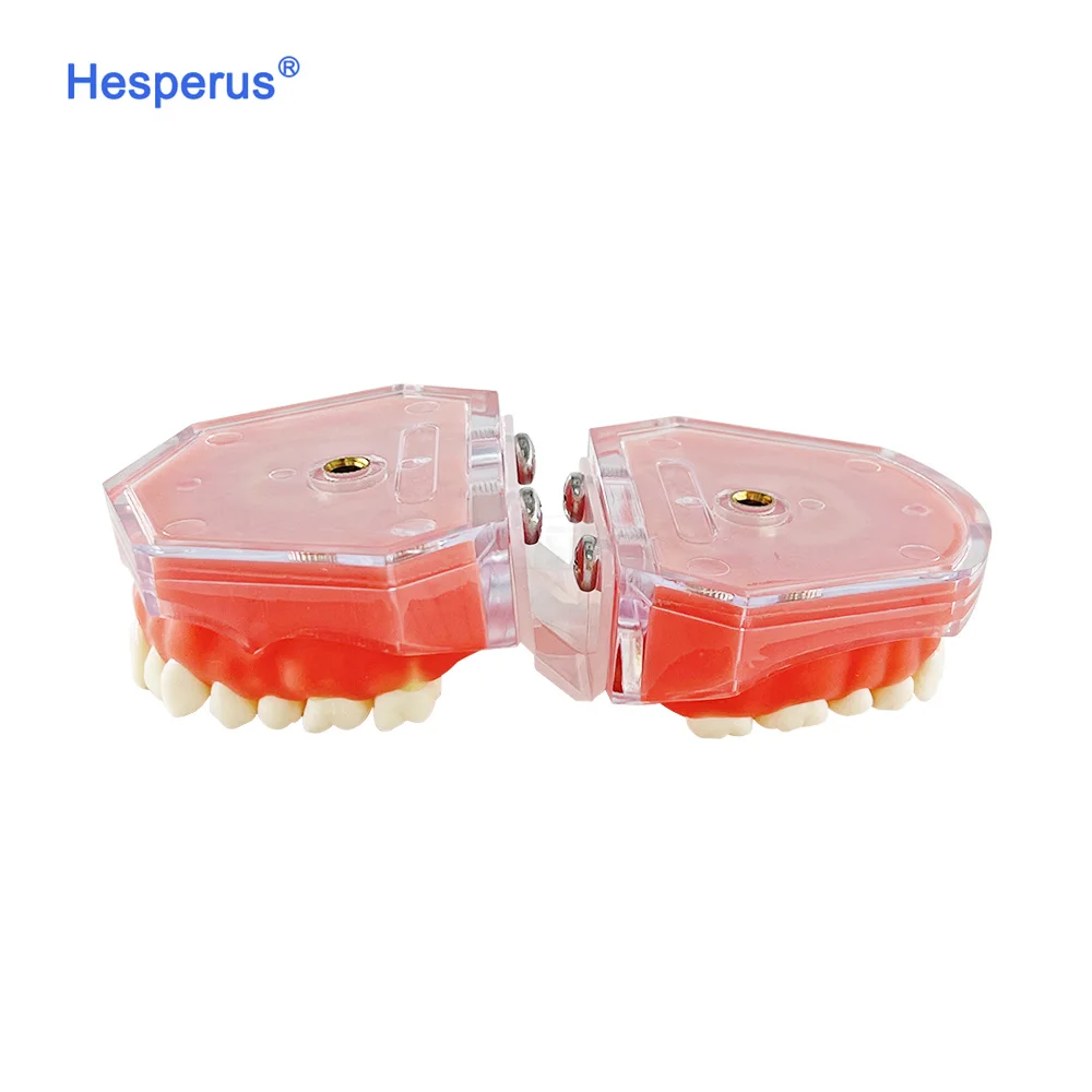 Factory Hot Sale den tal Model den tal Standard 28 Removable Teeth Soft Gum ADULT TYPODONT Model