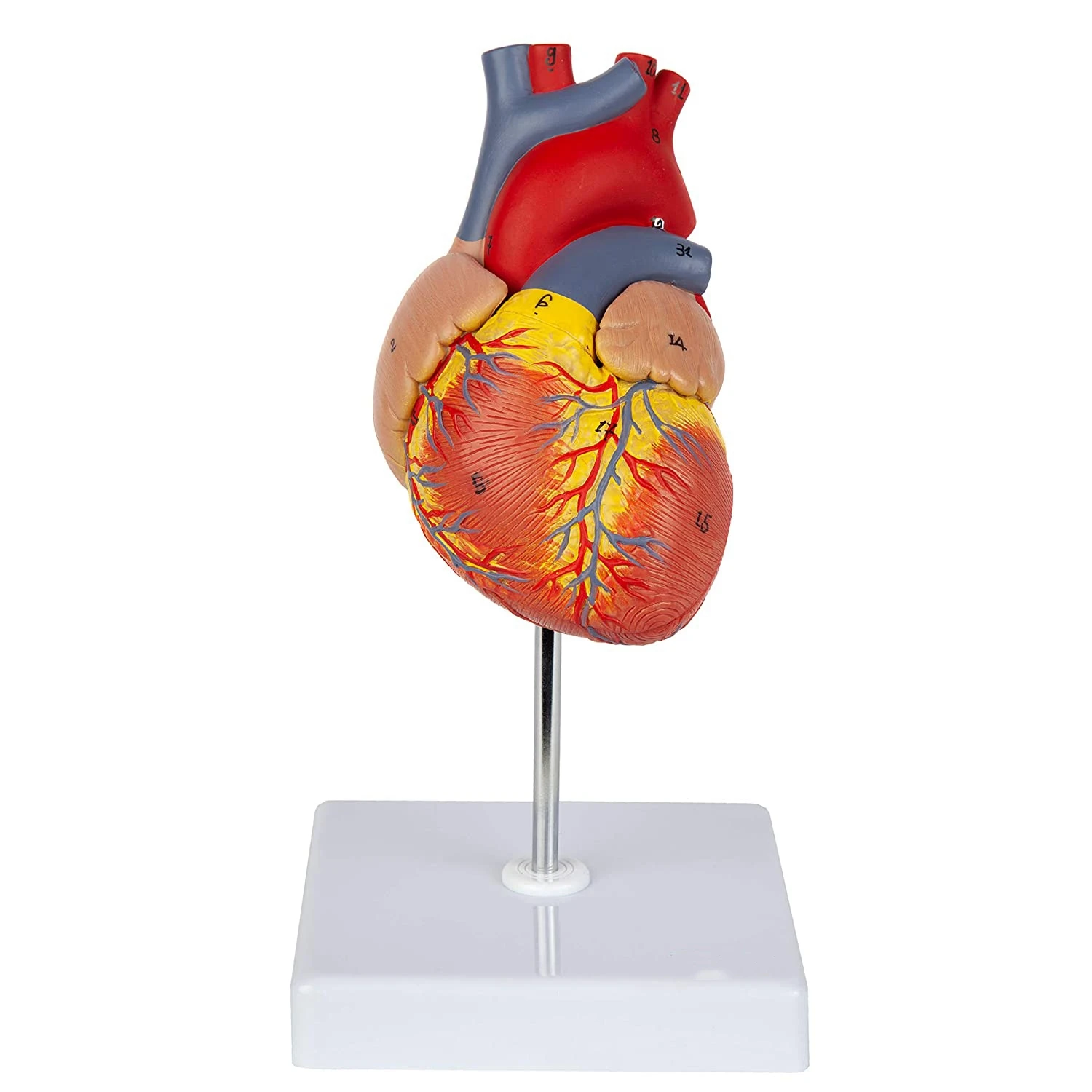 Heart Model, 2-Part Deluxe Life Size Human Heart Replica with 34 Anatomical Structures, Includes Mounted Display Base
