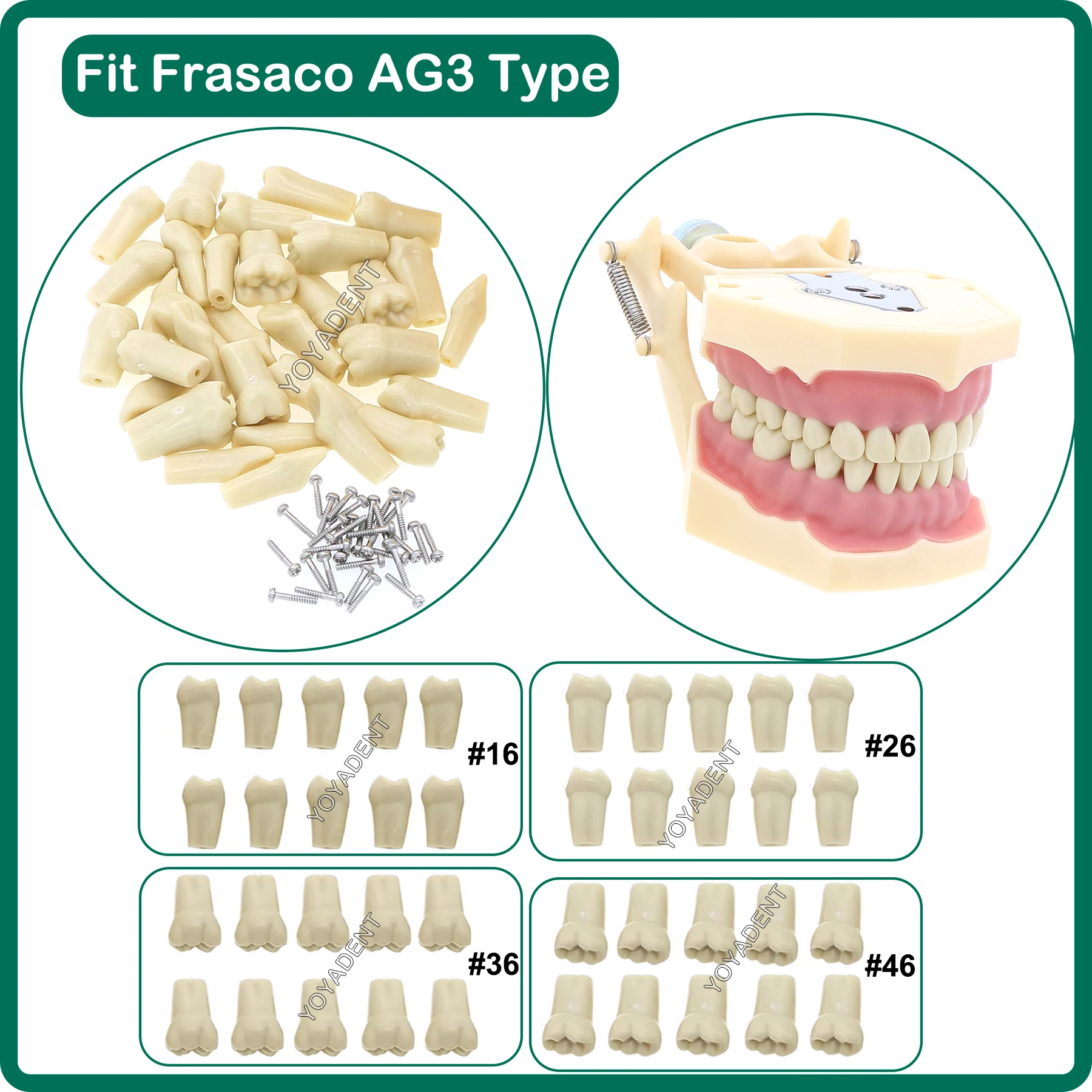 

Dental Teeth Model Fit Frasaco AG3 Typodont Full teeth 32Pcs Screw-in Practice Filling Soft Gum Gingivae Teeth Training Teach