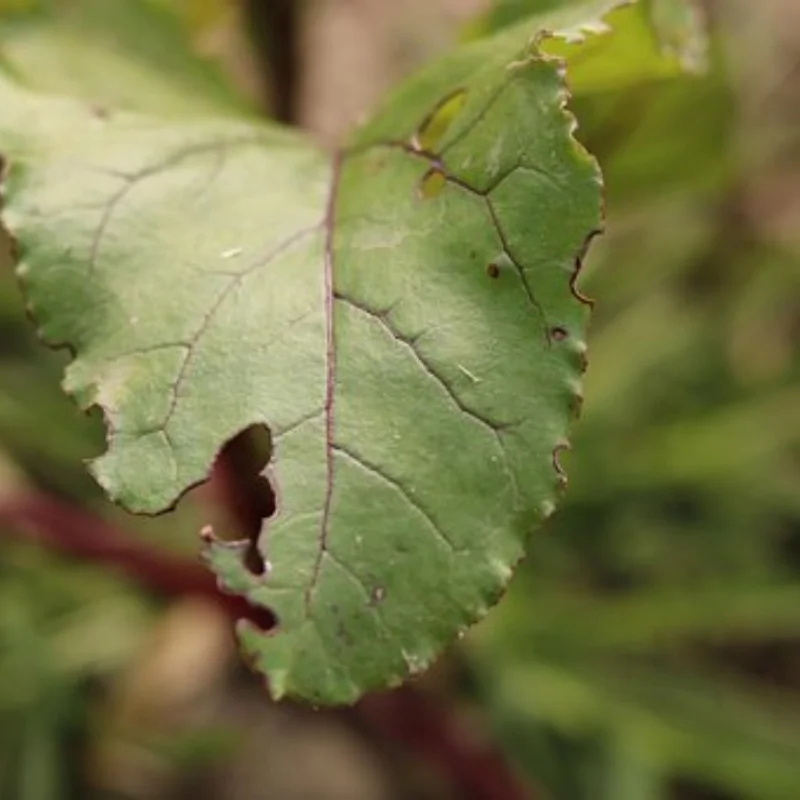 

Комплект стальных передних и задних дифференциалов 35T 8T ARA310990 для ARRMA 1/8 KRATON 1/7 BIGROCK EXB, обновленные детали