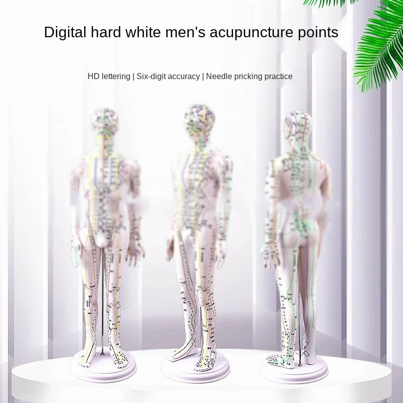 

Chinese medicine acupuncture meridian point human acupuncture model body model Tuza needle practice digital hard white 60cm