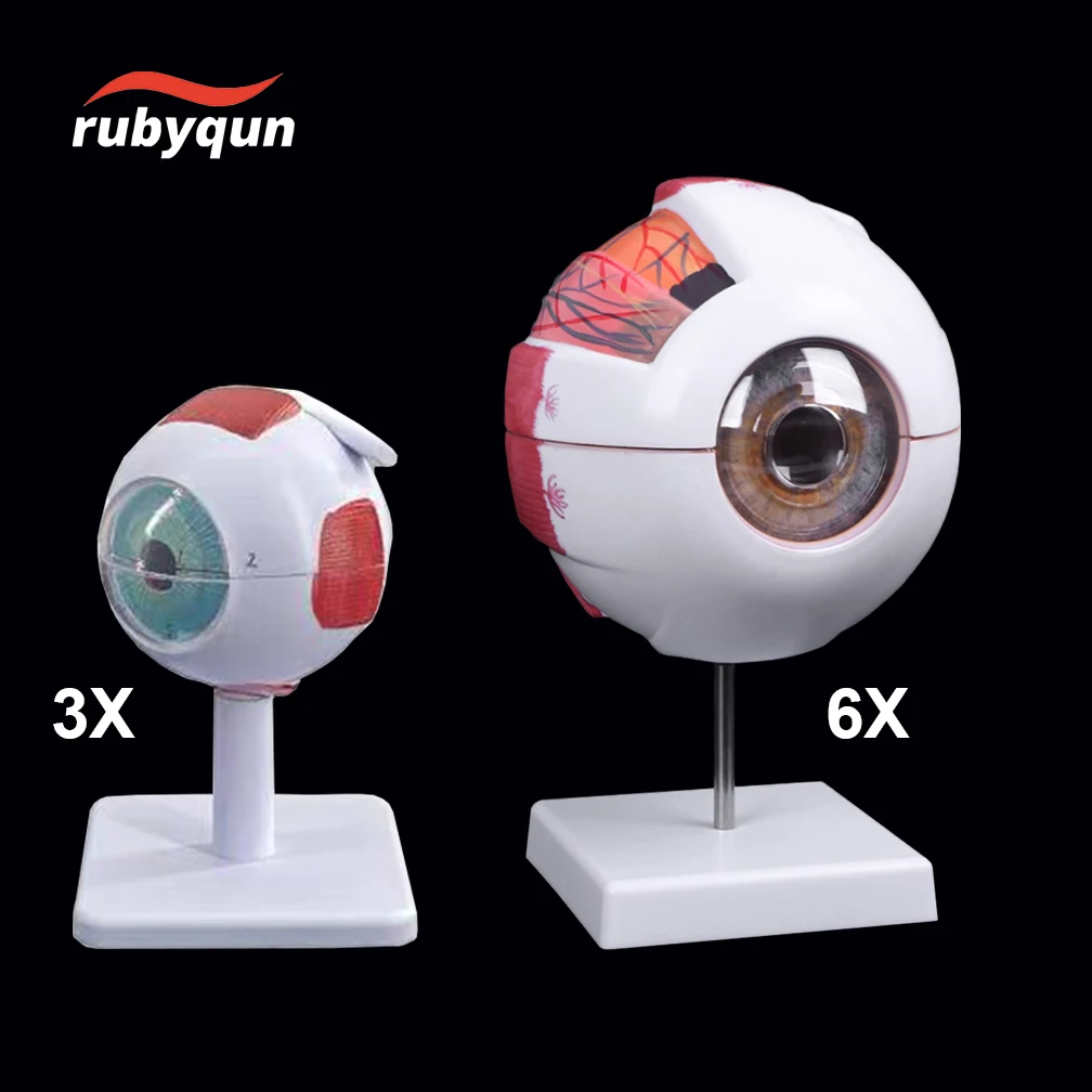 Anatomical Eye Model Eyeball Eyelid Model Disassemble 3 6 times Enlarged Optic Nerve For Eye Special School Teaching Tools New