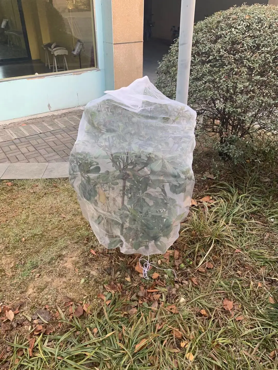 

Plant insect proof net Plant Cover Bags has Drawstring Guards against bird net Protect fruits and vegetables PE material