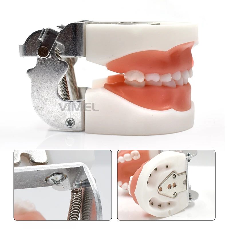 

Oral Teeth Model For Dental Teaching Orthodontic Dentist Training Anatomical Oral Teeth Model Dental Typodont models